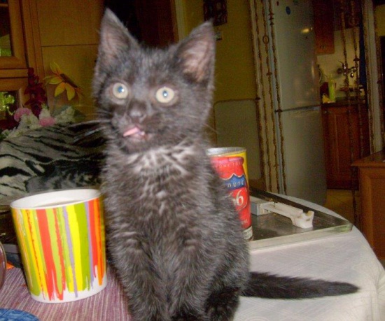 Kominiarczyk