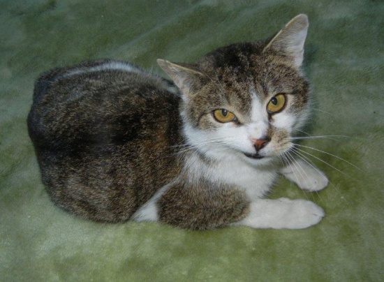 Marcinek czeka na dom...